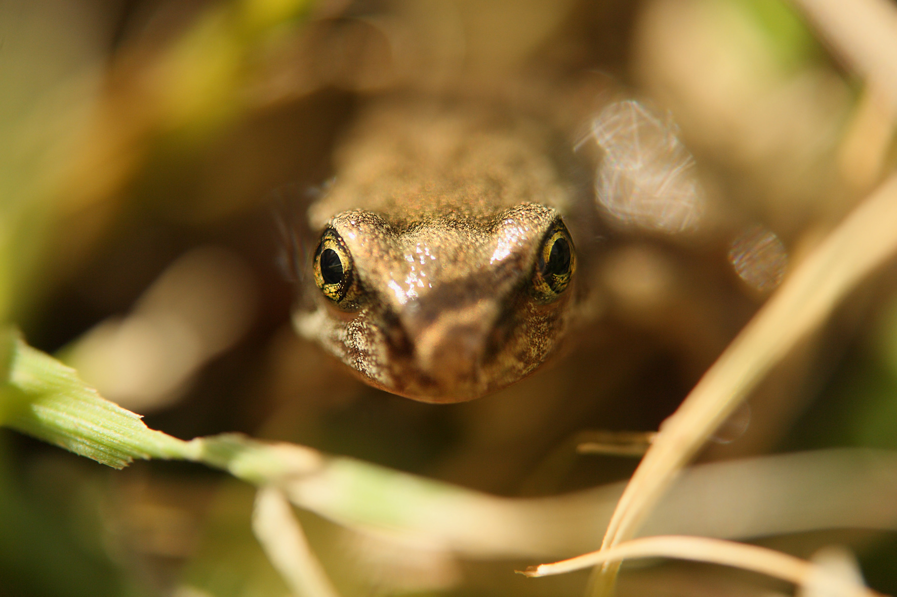 Sauvegarde des amphibiens à Éloie